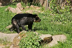 Brillenbaer-001.jpg