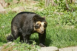 Brillenbaer-002.jpg