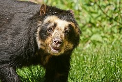 Brillenbaer-003.jpg