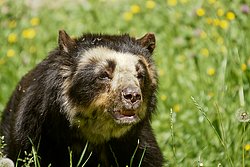 Brillenbaer-004.jpg