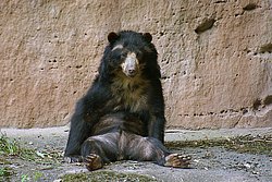 Brillenbaer-006.jpg