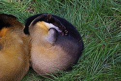 Buntmarder-1.jpg