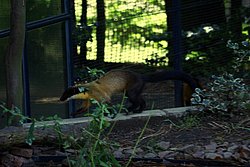 Buntmarder-2.jpg