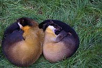 DSC01793.jpg