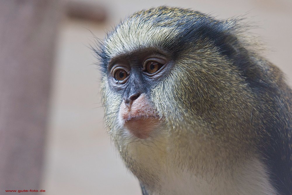 Campells-Meerkatze-01.jpg