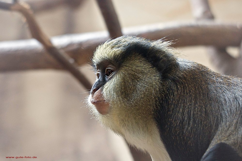 Campells-Meerkatze-02.jpg