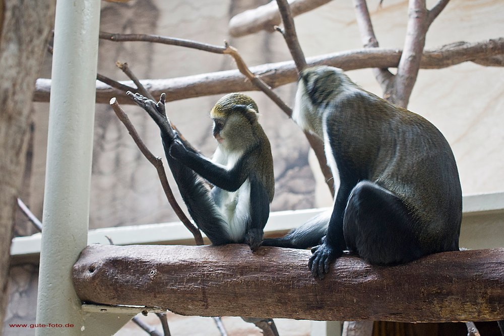 Campells-Meerkatze-04.jpg