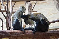Campells-Meerkatze-03.jpg