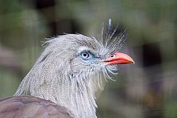 Cariama cristata-01.jpg