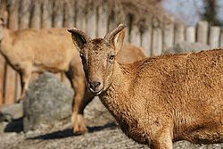 Daghestanischer-Tur-03.jpg