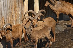 Daghestanischer-Tur-05.jpg