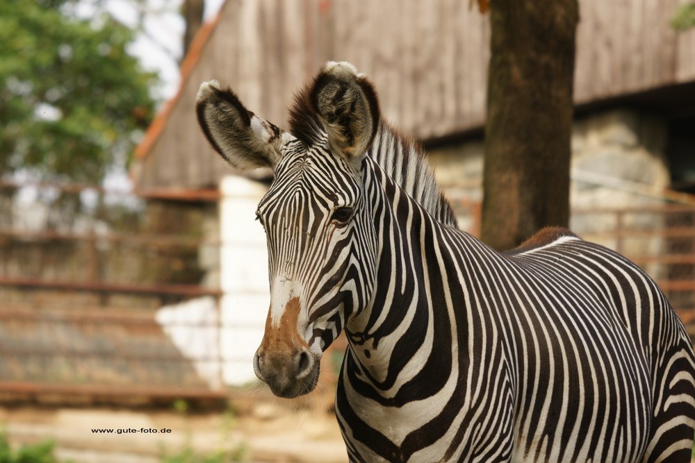 Damara-Zebra-02.jpg