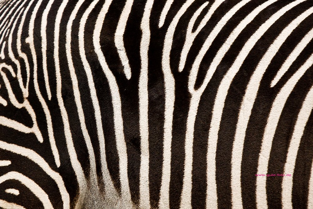 Damara-Zebra-03.jpg