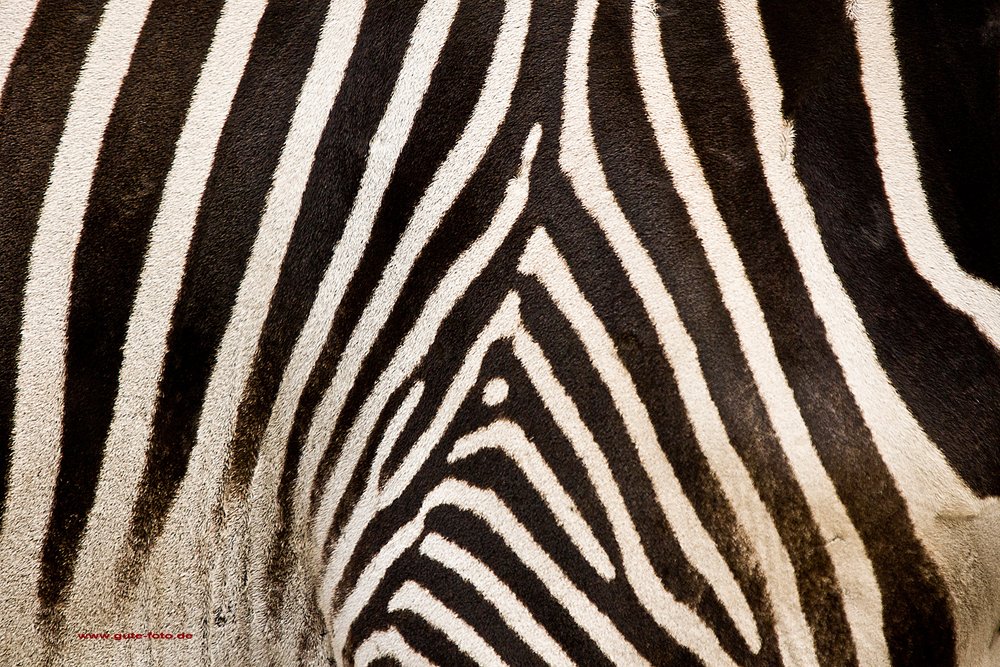 Damara-Zebra-04.jpg