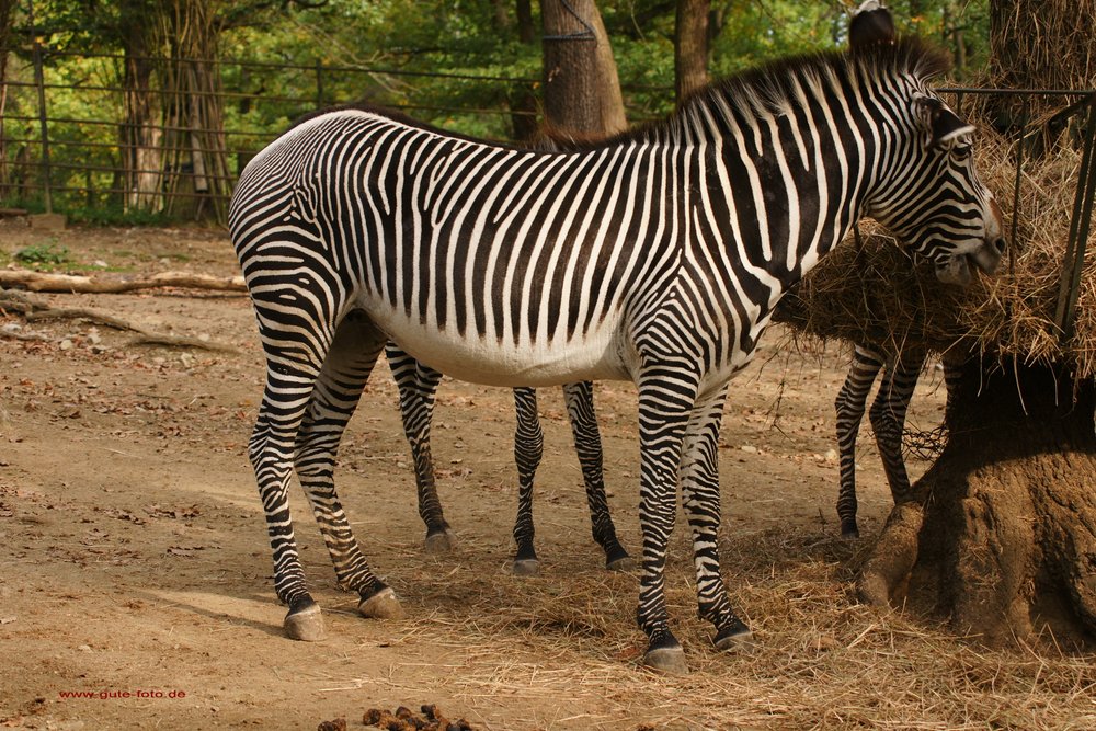 Damara-Zebra-05.jpg