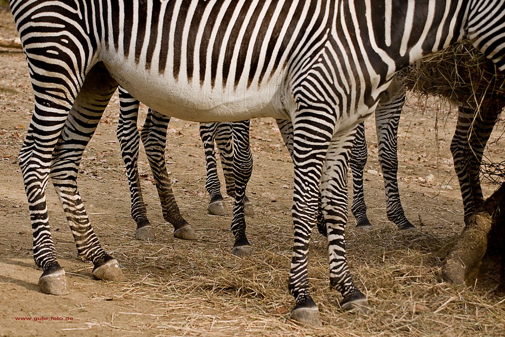 Damara-Zebra-06.jpg