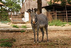 Damara-Zebra-01.jpg