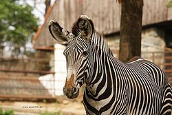Damara-Zebra-02.jpg