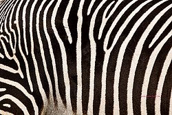 Damara-Zebra-03.jpg