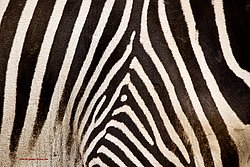 Damara-Zebra-04.jpg