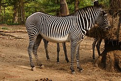 Damara-Zebra-05.jpg