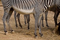 Damara-Zebra-06.jpg