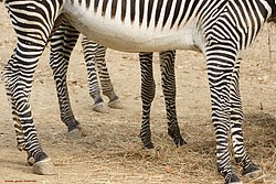 Damara-Zebra-07.jpg