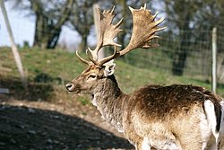 Dammwild-2.JPG