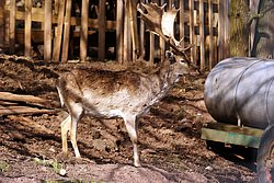 Dammwild-3.JPG