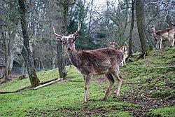 Dammwild-5.jpg