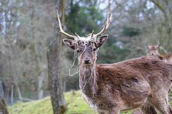 Dammwild-6.JPG