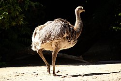 Darwin-Nandu-1.JPG