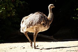 Darwin-Nandu-1.jpg