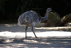 Darwin-Nandu-2.JPG