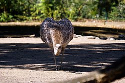 Darwin-Nandu-3.JPG