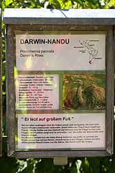 Darwin-Nandu-4.JPG