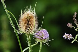 Distel-003.jpg