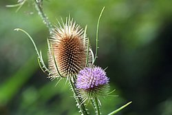 Distel-004.jpg