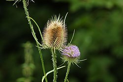 Distel-005.jpg