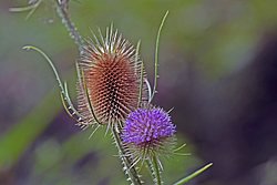 Distel-006.jpg