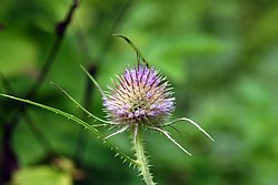 Distel-007.jpg