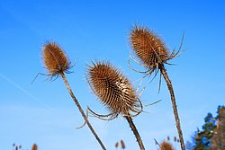 Distel-008.jpg