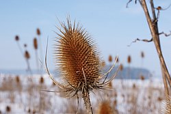 Distel-009.JPG