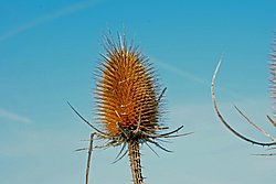 Distel-010.JPG