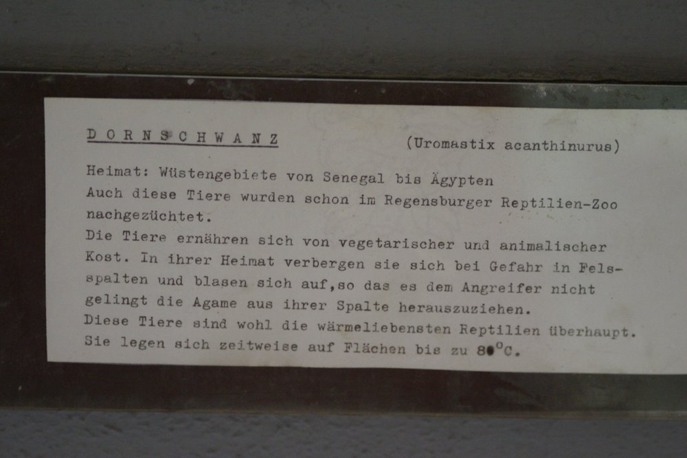 Dornschwanz-03.JPG