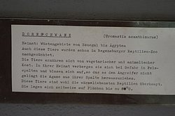 Dornschwanz-03.JPG