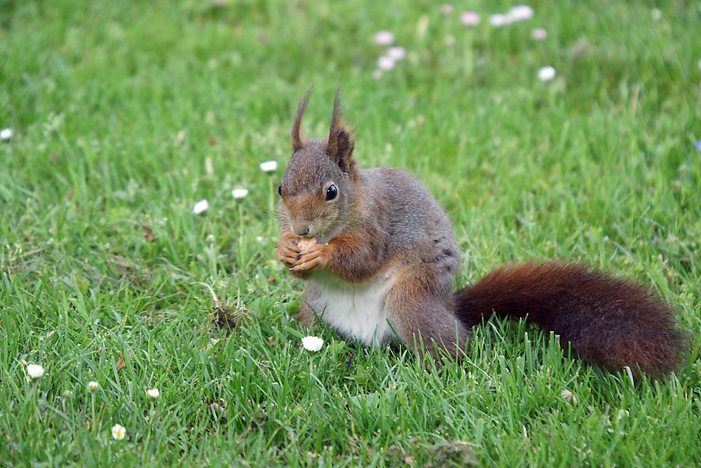 Eichhoernchen-005.jpg