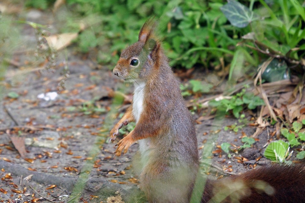 Eichhoernchen-007.jpg