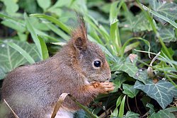 Eichhoernchen-006.jpg