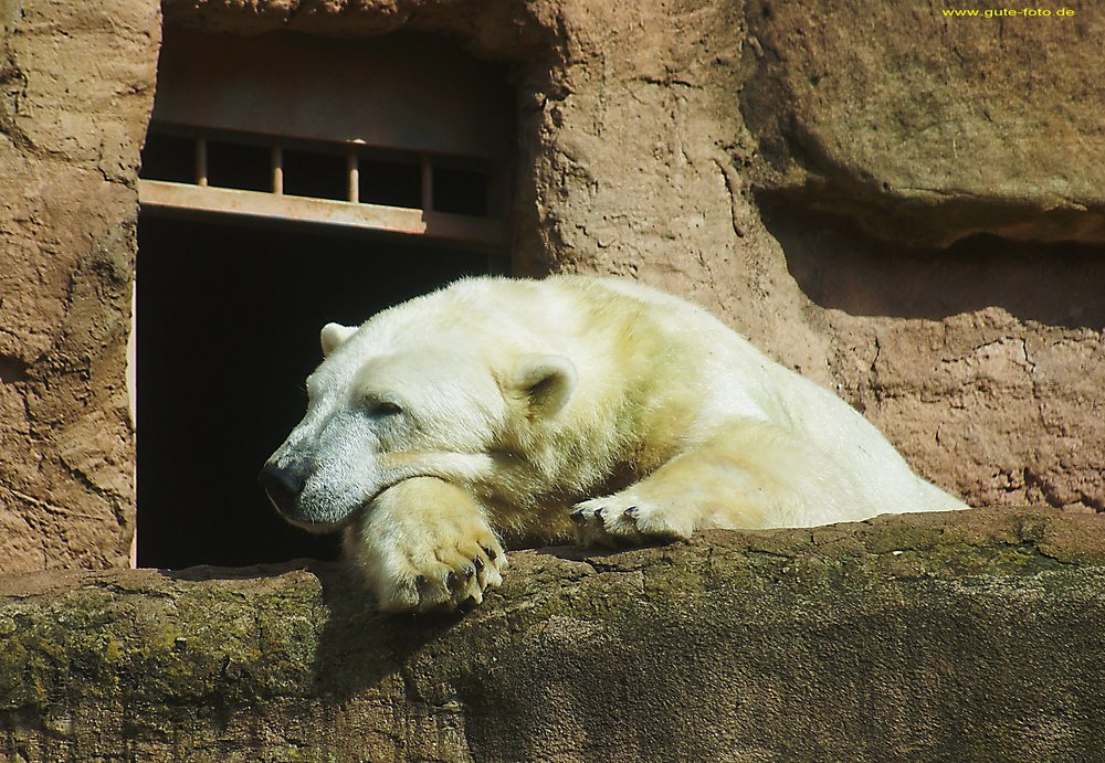 Eisbaer-004.jpg